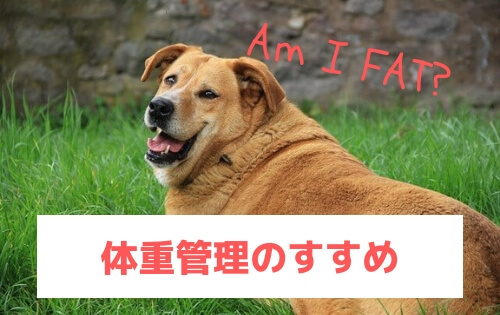 茶色い太った犬の写真