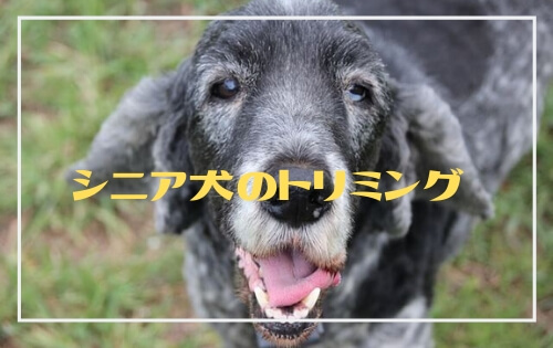 黒いシニア犬の写真