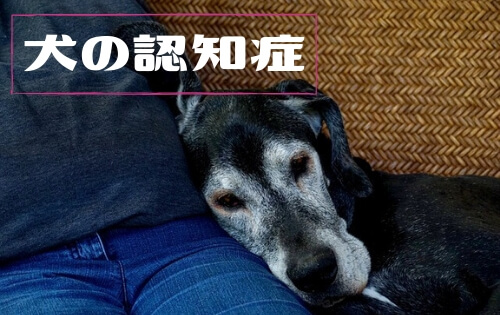 飼い主に寄り添うシニア犬の写真