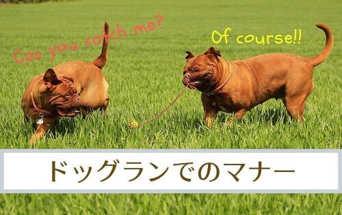 芝生で遊ぶ2匹のマスティフの写真