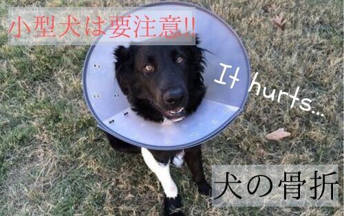 足を怪我した黒い犬の写真