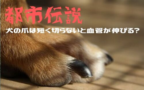 犬の爪の写真