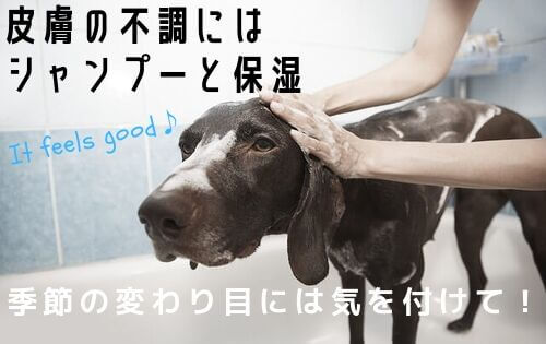 シャンプーをされる茶色い犬の写真