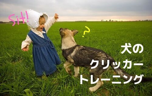 子犬と少女が草原で戯れる写真