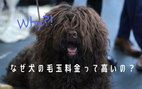 前髪が伸びたドレッドヘアーの犬の写真