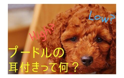 茶色いプードルの子犬の写真