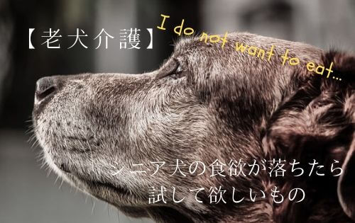 悲しそうなシニア犬の横顔の写真