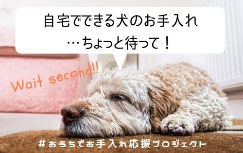 眠る大型犬の写真