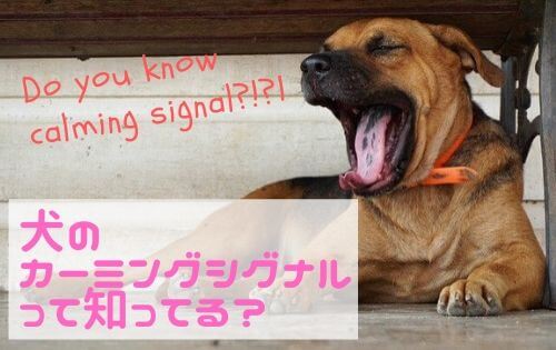 大きなあくびをする茶色い犬の写真