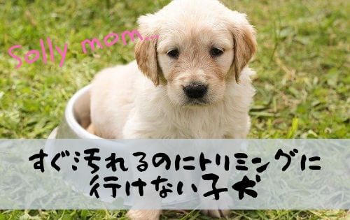 お皿に入ったレトリーバーの子犬の写真