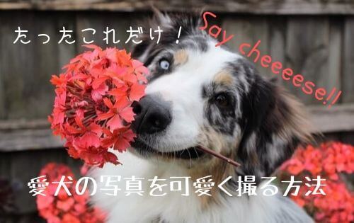 赤い花をくわえてポーズをとる犬の写真