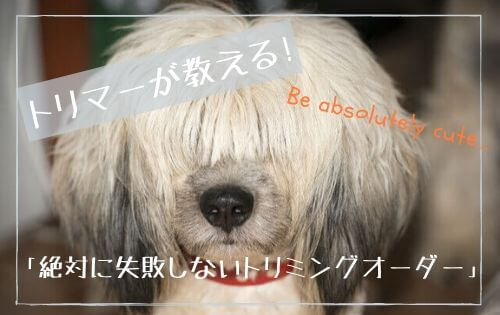 前髪の長い犬の写真