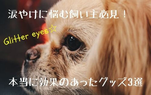 犬の横顔の写真