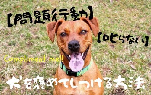 芝生の上で笑っている緑の首輪をした茶色い犬の写真
