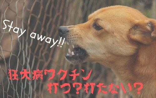 牙をむいて怒る茶色い犬の写真