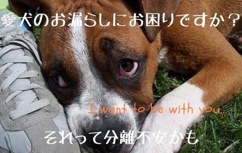 落ち込んだボクサー犬の写真