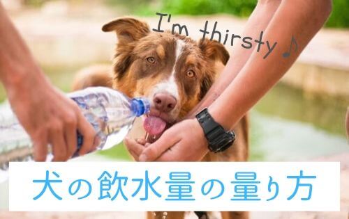 水を飲むチョコレート色の大型犬の写真