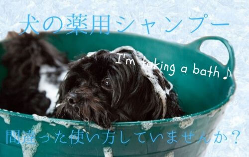 バケツに入った犬の写真