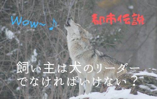 雪の中遠吠えをする狼の写真