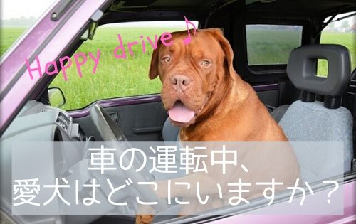 運転席に座る茶色い大きな犬の写真