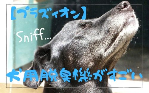 目をつぶって匂いをかぐ黒い犬の写真