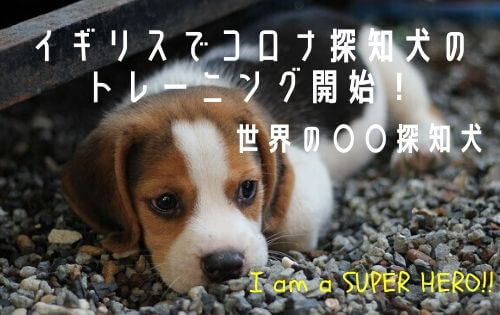 砂利の上で寝転ぶビーグルの子犬の写真