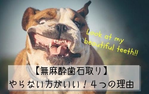 変な顔をしたブルドッグの写真