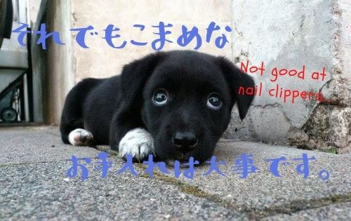 上目遣いの黒い子犬が伏せをした写真